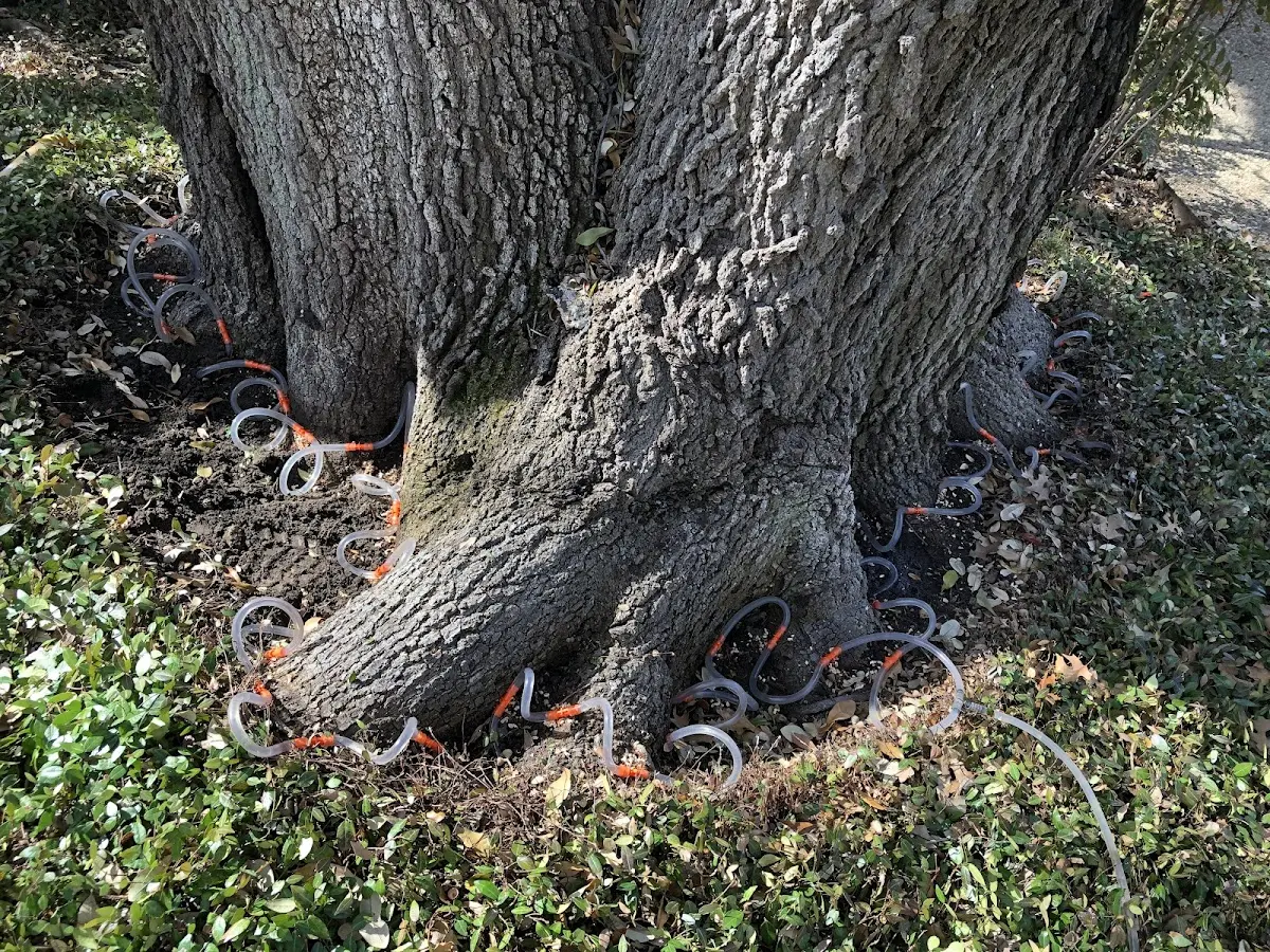 Detailed Tree Cabling and Bracing job site in West Stockholm
