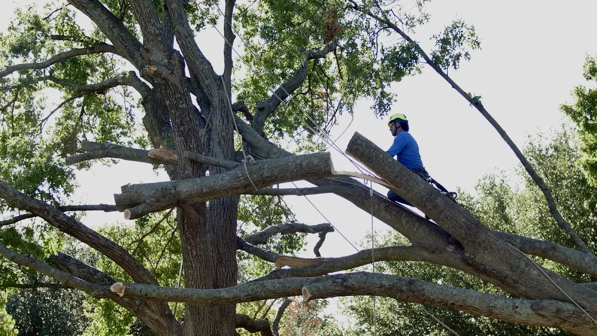 Professional Hazardous Tree Removal performed by certified arborists in West Stockholm