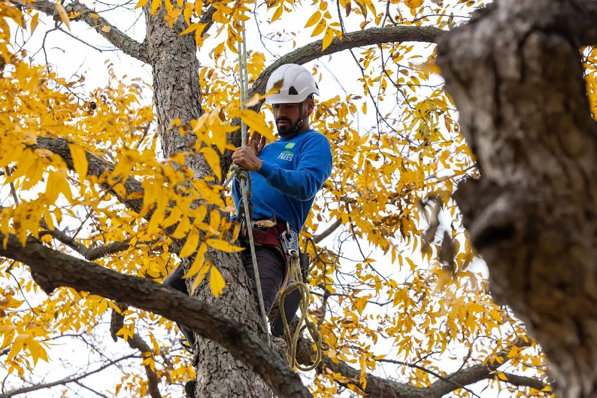 Skilled Tree Pruning crew working in West Stockholm